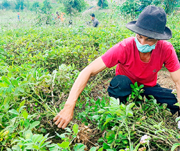 Nhổ lạc.olm